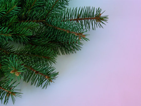 green fluffy sprigs of spruce on gradient background, new year.