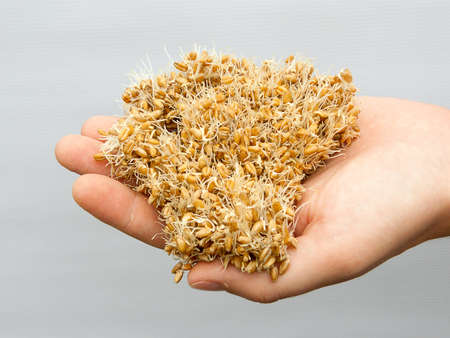 sprouted wheat grains in the hands, healthy nutrition.の写真素材