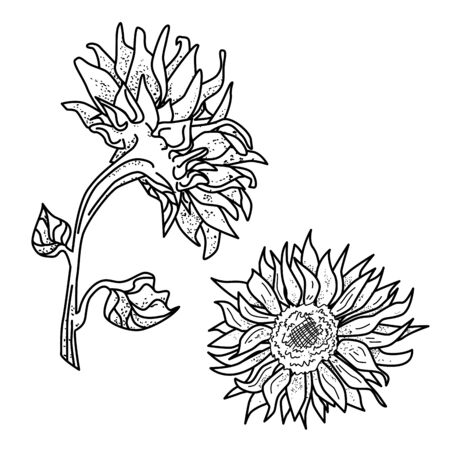 Detailed hand drawn vector black and white illustration of sunflower. Variety of vector sunflowersのイラスト素材