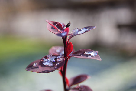 The first snow fell on the leaves and meltsの写真素材