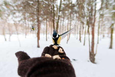 Bird eats from the palm of a personの写真素材
