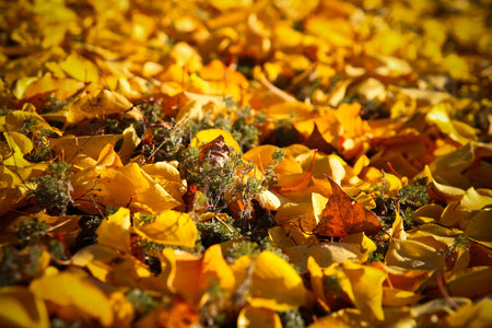 Background of yellow autumn leavesの写真素材