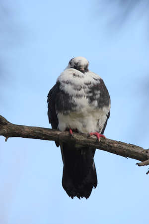 Pigeon bird sleeps on a treeの写真素材