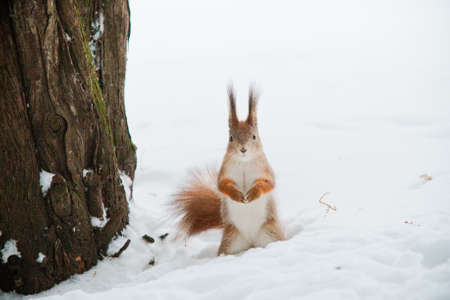 Squirrel stares right into the frameの写真素材