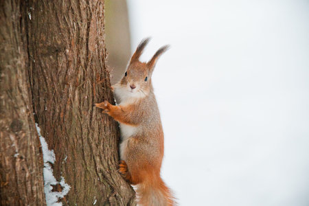 Squirrel stares right into the frame