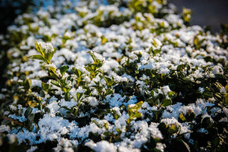 The first snow fell on the plantの写真素材