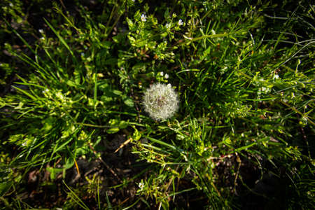 Background Dandelion in the middle and green grassの写真素材