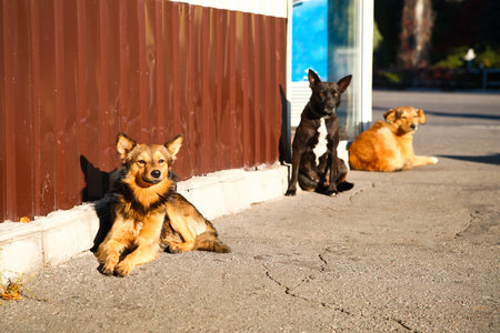Street dogs bask in the sunの写真素材