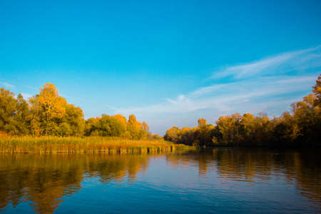 Yellow trees with beautiful leaves in the autumn near the riverの写真素材