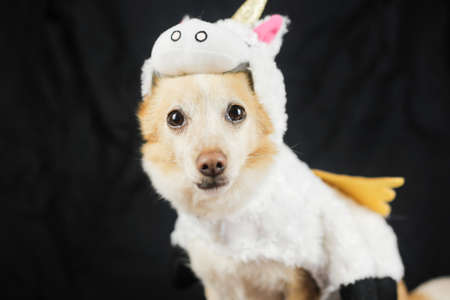Dog in a funny unicorn costume. Dress, clothes for animalsの写真素材