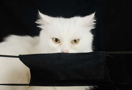 White cat in quarantine maskの写真素材
