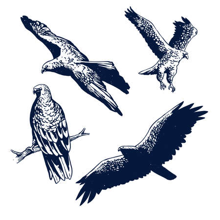 eagle set hand drawのイラスト素材