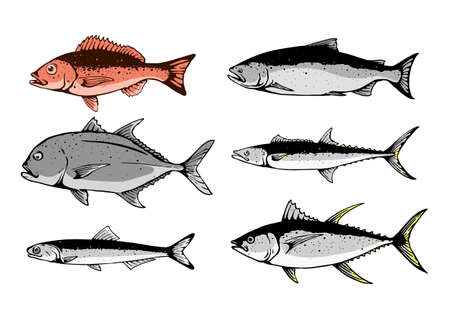 fish set hand drawのイラスト素材