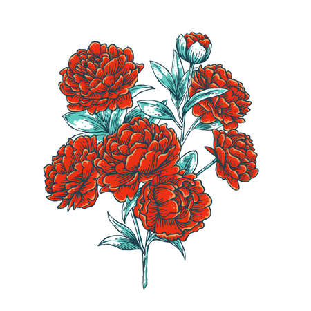 peony flower hand drawのイラスト素材