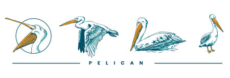 illustration of pelican set designのイラスト素材