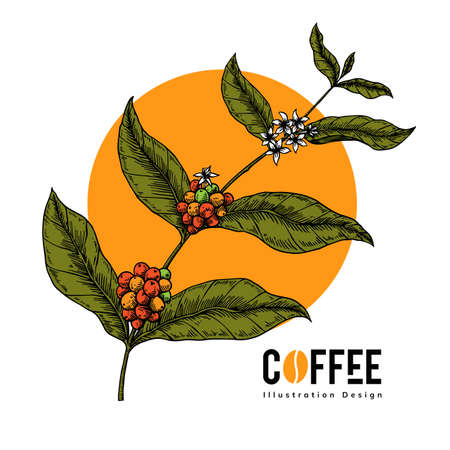 coffee illustrationのイラスト素材
