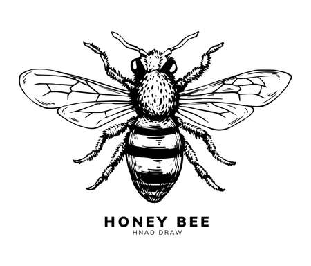 honey bee illustrationのイラスト素材