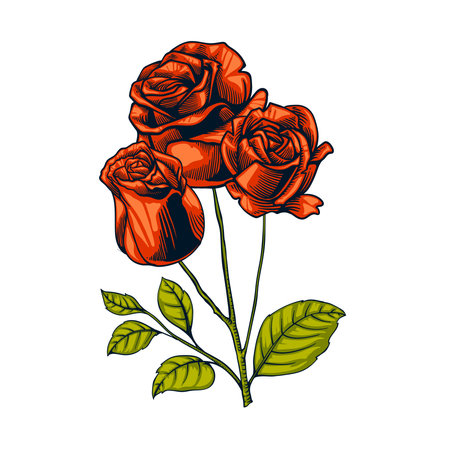 Beautiful red roses isolatedのイラスト素材