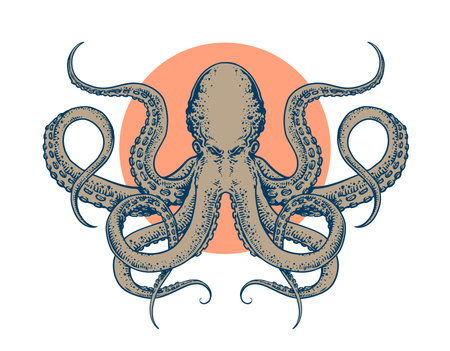 Octopus Hand drawn in vintage engraving style.のイラスト素材
