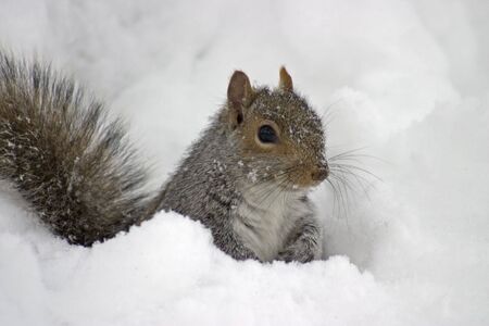 squirrel in the snowの写真素材