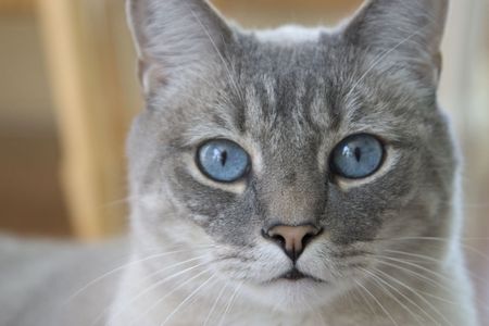 blue eyed catの写真素材