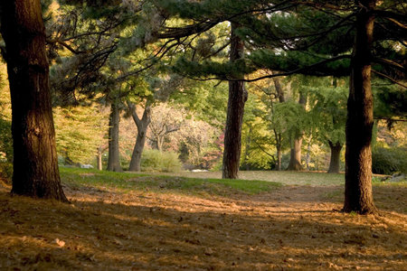 trees in a park during autumn