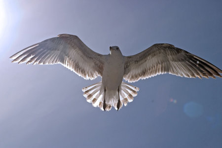 Seagullの写真素材