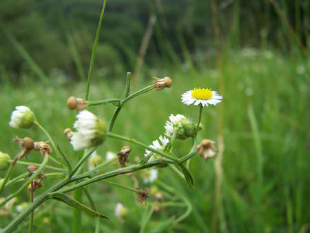Chamomile closeupの写真素材