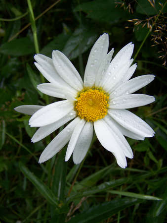 Chamomile in a gardenの写真素材