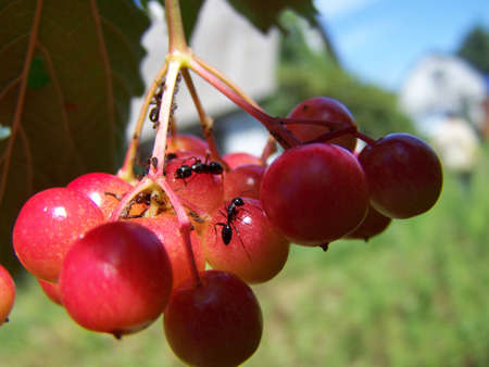 A bunch of viburnum with ants closeupの写真素材