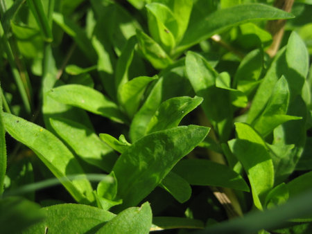 Bright green grass in the sunny day in the garden with a blurred backgroundの写真素材