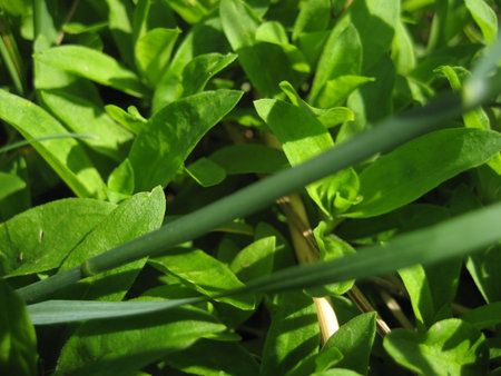 Bright green grass in the shinig sunny day closeup, macro, textureの写真素材