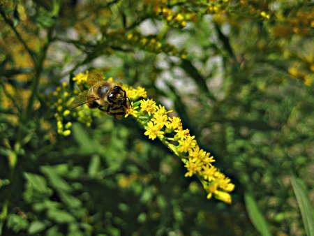 Bee on a branch of yellow flower in the garden closeupの写真素材