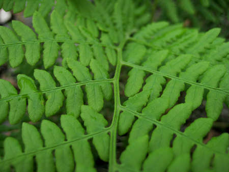 Leaf of green fern closeup. Beautiful backgroundの写真素材