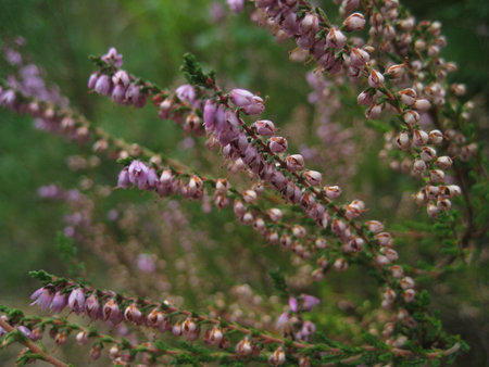 Beautiful pink heather in the field in the summer day. Background with selective focusの写真素材