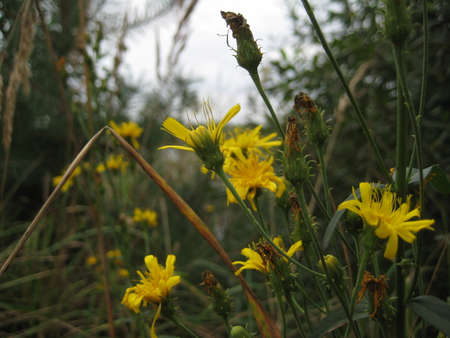 Beautiful yellow flowers in the field. Background with macroの写真素材