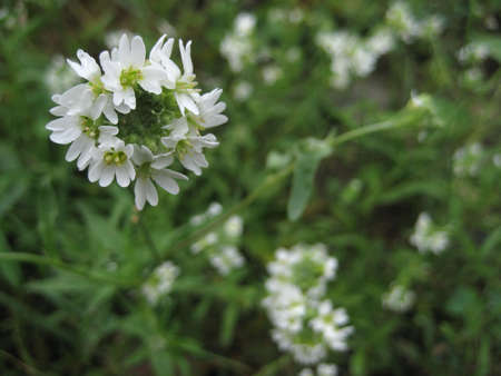 White flowers in the meadow closeup. Background with blurの写真素材