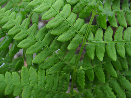 Green leaf of Fern with blur in the garden. Natural backgroundの写真素材