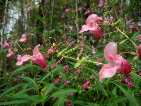 Pink flowers in green grass field. Flowers backgroundの写真素材