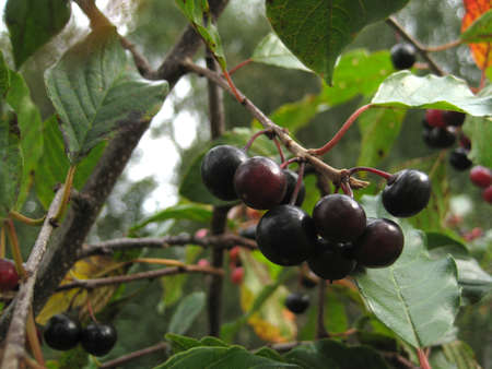 Bunch of bird cherry in the bright summer days macroの写真素材