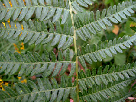 Freshness Green leaf of Fern on blur background in the garden.の写真素材