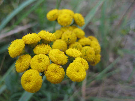Yellow flowers in the garden. Macro photoの写真素材