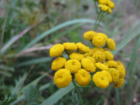 Yellow flowers in the garden. Macro photoの写真素材