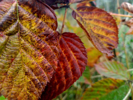 Background with orange berries. Photo with bocke. Background of natureの写真素材