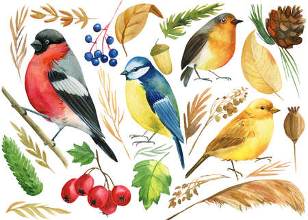 set of colored birds, titmouse, bullfinch, canary, robin, and autumn plants, berries, branches, watercolor illustrationの写真素材