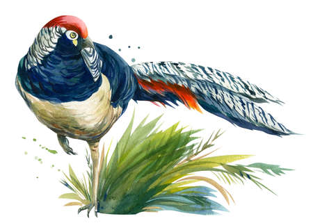 pheasant in the grass on a white background, watercolor illustration, colorful birdの写真素材