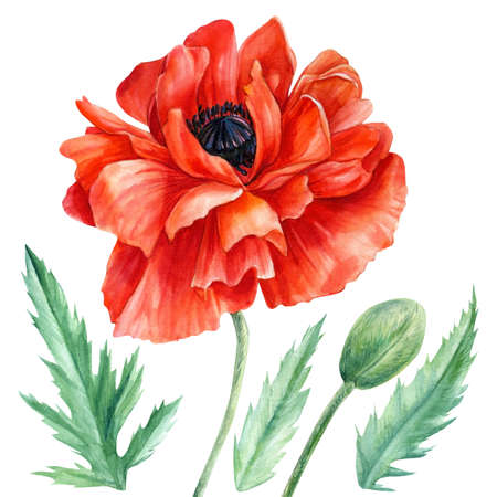 Red poppies, flowers, buds, leaves on an isolated white background, botanical illustration, watercolor paintingの写真素材