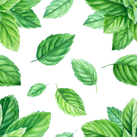 Seamless patterns mint, watercolor painting, on isolated backgroundの写真素材