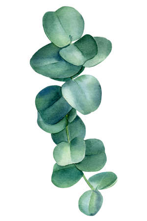 Eucalyptus branch floral elements on an isolated white background, watercolor clipart, hand drawingの写真素材
