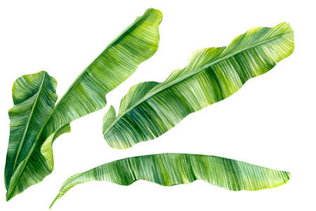 Set of Green Banana palm leaves on a white background. Watercolor hand painted, botanical illustrationの写真素材